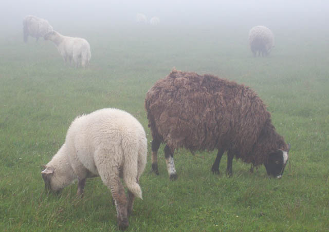 On our way to Bird Rock, these beautiful sheep appeared in the mist. They graze freely so you never know where or when you’ll cross paths with them. 